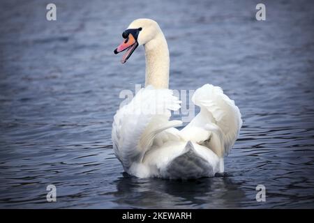 Natation Mute Swan Banque D'Images