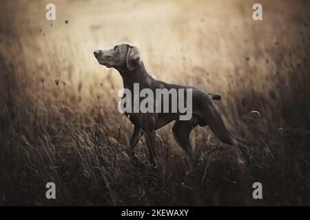 Weimaraner à pied Banque D'Images