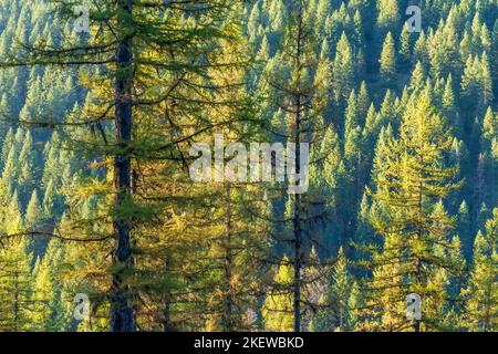 La lumière s'estompe au coucher du soleil au sommet de Mullan Pass dans le nord de l'Idaho, près du belvédère à la frontière Idaho-Montana. Banque D'Images