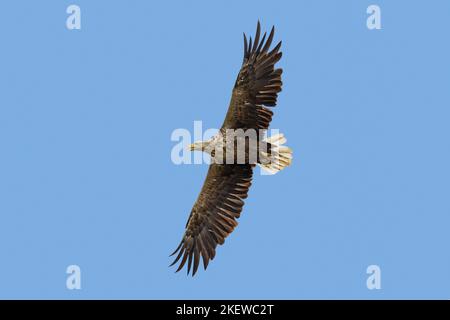 Aigle à queue blanche / aigle de mer eurasien / erne (Haliaeetus albicilla) adulte en vol en été contre le ciel bleu Banque D'Images