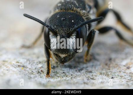 Gros plan frontal détaillé sur une petite abeille en résine blindée crénelée méditerranéenne femelle, Heriades crenulatus dans le Gard, France Banque D'Images