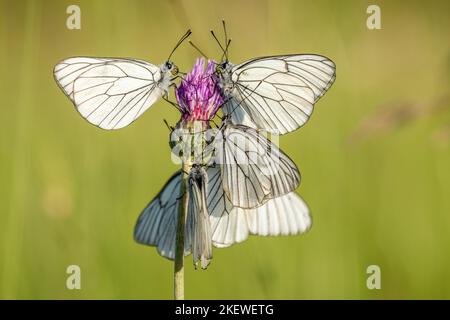 Plusieurs papillons blanc à veiné noir (Aporia crataegi) sur une fleur dans un pré. Alsace, France. Banque D'Images