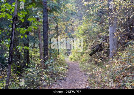 Le sentier du tunnel de Pulaski, près de Wallace, en Idaho, mène le randonneur à un puits de mine abandonné où des dizaines d'hommes ont été sauvés dans un incendie de forêt qui faisait rage en 1910. Banque D'Images