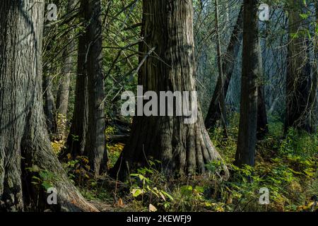 Settlers Grove of Ancient Cedars est une forêt du nord de l'Idaho avec des arbres de plus de 1 000 ans et des troncs de plus de 10 pieds de diamètre. Banque D'Images