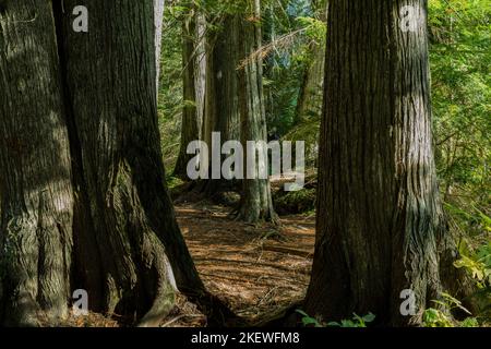 Settlers Grove of Ancient Cedars est une forêt du nord de l'Idaho avec des arbres de plus de 1 000 ans et des troncs de plus de 10 pieds de diamètre. Banque D'Images