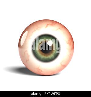 Vue de face d'un globe oculaire humain réaliste isolé sur un arrière-plan wihte, rendu 3D Banque D'Images