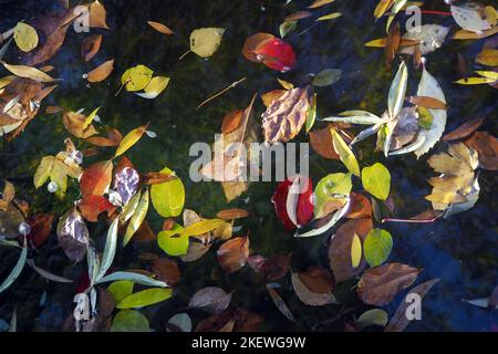 Diverses feuilles d'automne colorées flottent sur la surface de l'eau. Papier peint à feuilles colorées. Banque D'Images