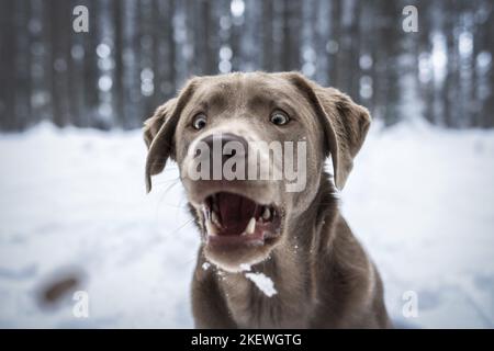 Labrador Retriever mâle Banque D'Images