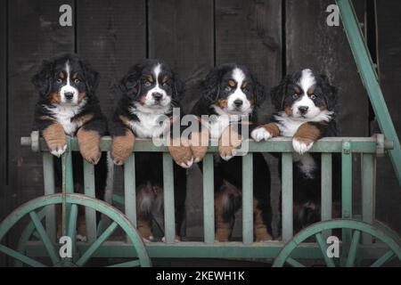 Chiots Bouvier Bernois Banque D'Images