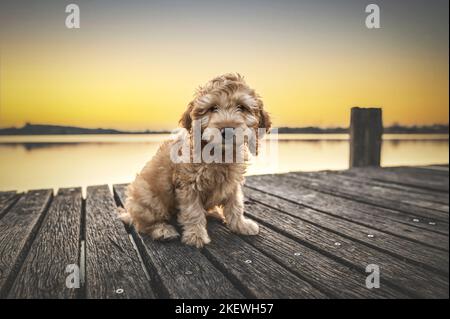 Cockerpoo chiot Banque D'Images