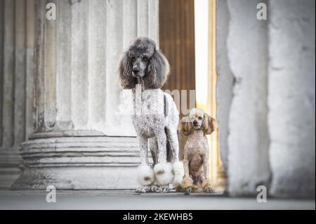 2 Poodle Banque D'Images