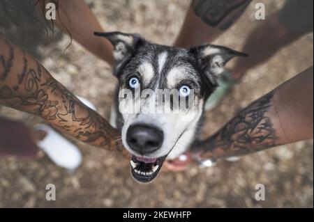 mongrel mâle Banque D'Images