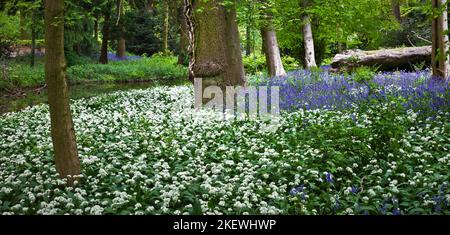 Bluebell Wood incluant des fleurs blanches d'ail sauvage en mai Whitmore Village Staffordshire Angleterre Royaume-Uni Banque D'Images