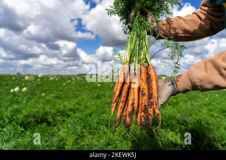 La récolte de carottes 2022 a commencé. Production commerciale et gestion des carottes. Banque D'Images