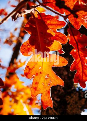 Feuilles de chêne aux couleurs de l'automne. Cantalojas, Guadalajara, Castilla la Mancha, Espagne, Europe Banque D'Images