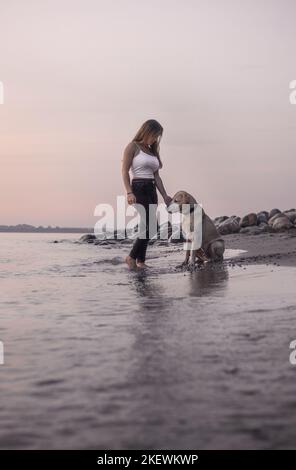 Labrador-Retriever-Mongel au coucher du soleil Banque D'Images