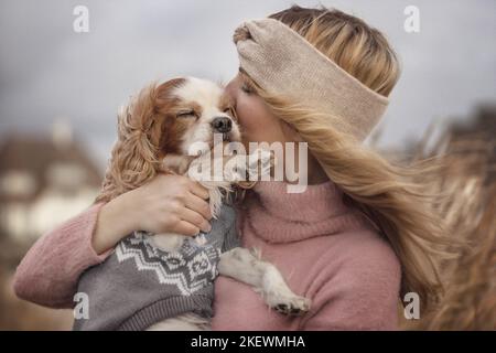 Cocker Spaniel masculin anglais Banque D'Images