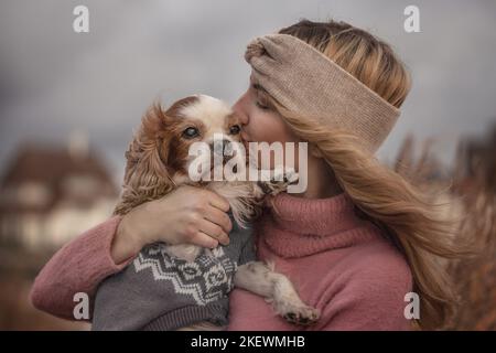 Cocker Spaniel masculin anglais Banque D'Images