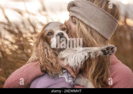 Cocker Spaniel masculin anglais Banque D'Images