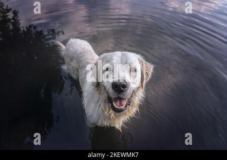 Mâle Golden Retriever Banque D'Images