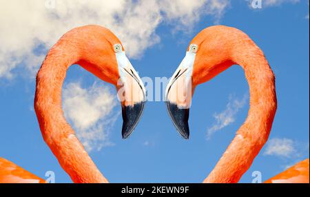 Flamant des Caraïbes nom Latin Phoenicopterus ruber Banque D'Images