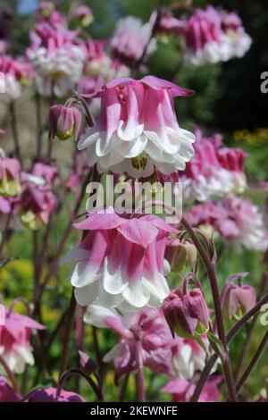 Columbine (Aquilegia vulgaris 'Pink Petticoat') dans le jardin. Banque D'Images