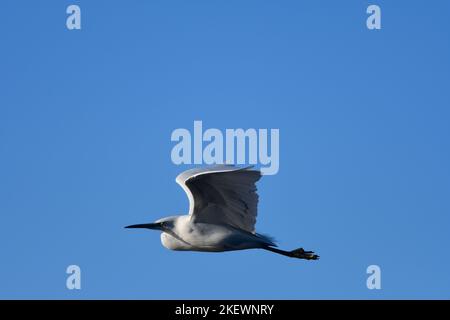 Little Egret Egretta garzetta Ecosse Banque D'Images