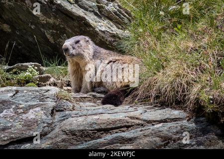 Marmot se reposant dans l'abri, observant les environs. Parc national de High Tauern, Carinthie, Autriche. Près de Grossglockner et Kaiser Franz Jose Banque D'Images