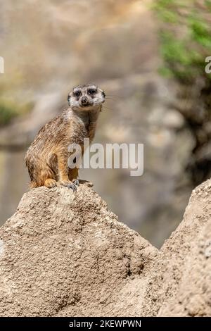 Gros plan d'un seul Meerkat (Suricata suricata) sur la garde au zoo de Berlin, en Allemagne Banque D'Images