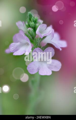 Verveine commune (Verbena officinalis). Verbenaceae. Effet bokeh en arrière-plan Banque D'Images