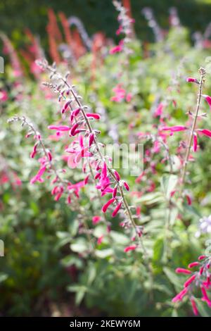 Fleurs rouges lamiaceae salvia elegans mandarine dans le jardin. L'été et le printemps Banque D'Images