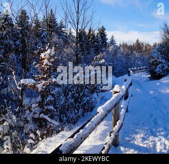 Bois hivernal pittoresque avec de grands vieux arbres couverts de neige le jour de décembre dans les Alpes bavaroises, en Bavière, en Allemagne Banque D'Images