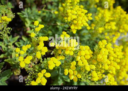 Fleurs jaunes de scrophulariaceae calceolaria integrifolia dans le jardin. L'été et le printemps Banque D'Images