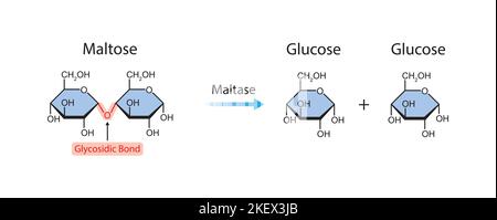 Conception scientifique de l'effet enzymatique de la maltase sur la molécule de maltose. Symboles colorés. Illustration vectorielle. Illustration de Vecteur