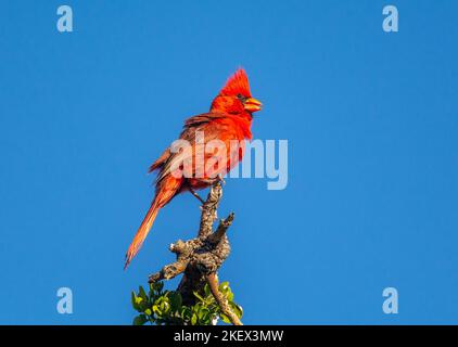 Cardinal du Nord masculin en Arizona Banque D'Images