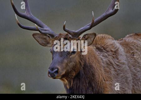 Gros plan portrait de l'élan de taureau près de Roosevelt Arch, entrée nord au parc national de Yellowstone, à Gardiner, Montana, États-Unis Banque D'Images