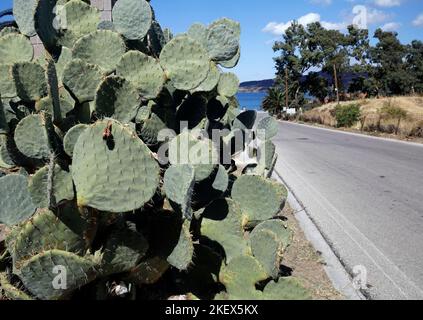 Opuntia ficus-indica - Cactus de poire de Prickly par le bord de la route, Lesbos. Automne 2022. Octobre Banque D'Images