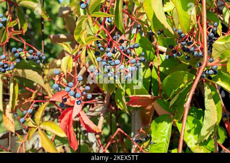 Baies avec tiges rouges contre ciel bleu. Creeper de Virginie - parthenocissus quinquefolia, Lesvos (Lesbos/Mitylène) Banque D'Images