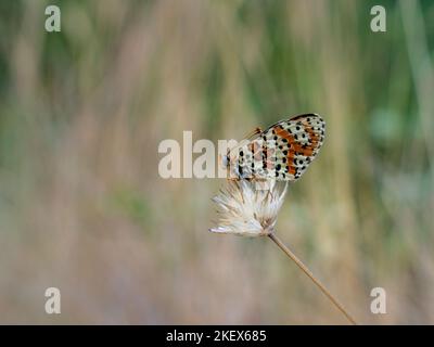 Gros plan sur une fleur sauvage sur un fond naturel Banque D'Images