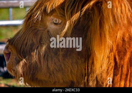 Une vache écossaise des Highlands (Bos taurus taurus) repose dans un stylo lors des Jeux écossais des Highlands annuels, le 13 novembre 2022, à Gulfport, Mississippi. Banque D'Images