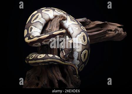 Boule phyton avec beau motif de peau enroulé sur la branche de l'arbre Banque D'Images