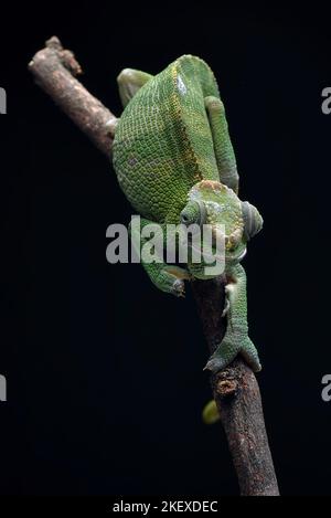 femelle fischer caméléon sur une branche d'arbre Banque D'Images