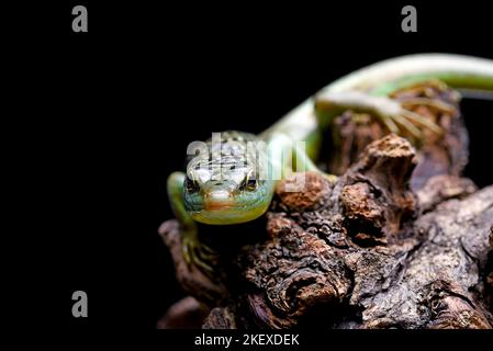 Skink d'olivier sur un rocher Banque D'Images