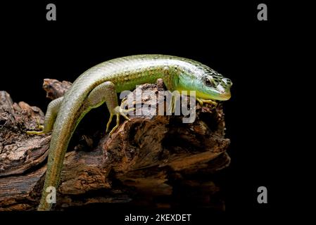 Skink d'olivier sur un rocher Banque D'Images