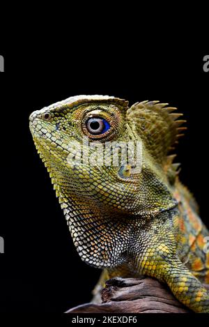 Lézard dragon de forêt sur fond noir Banque D'Images