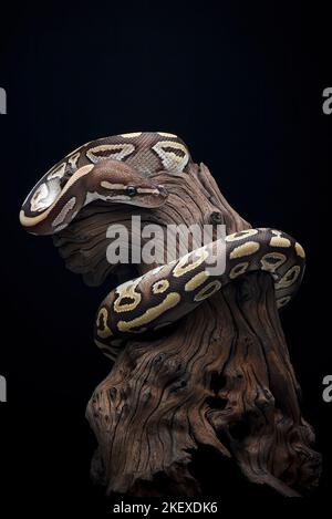 Boule phyton avec beau motif de peau enroulé sur la branche de l'arbre Banque D'Images