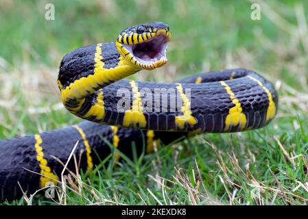 Furieux le serpent de chat à anneau d'or, essayant d'attaquer Banque D'Images