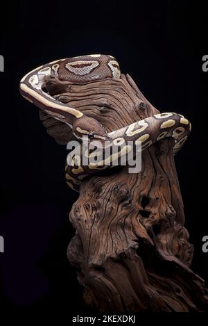 Boule phyton avec beau motif de peau enroulé sur la branche de l'arbre Banque D'Images