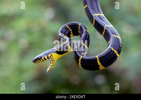 Furieux le serpent de chat à anneau d'or, essayant d'attaquer. Banque D'Images