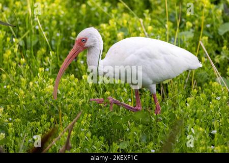 White ibis (Eudocimus albus) - Green Cay Wetlands, Boynton Beach, Floride, Etats-Unis Banque D'Images